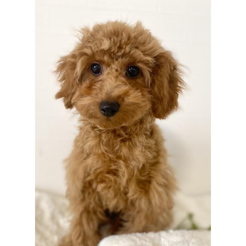 販売中の静岡県のトイプードル-442958の3枚目