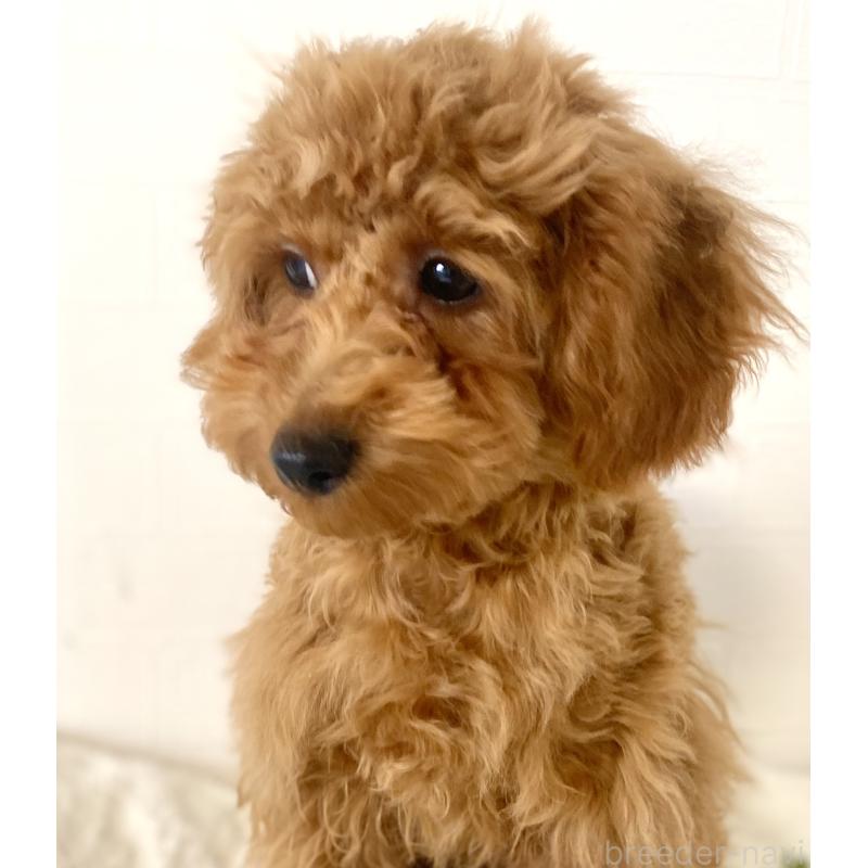 販売中の静岡県のトイプードル-442958の2枚目