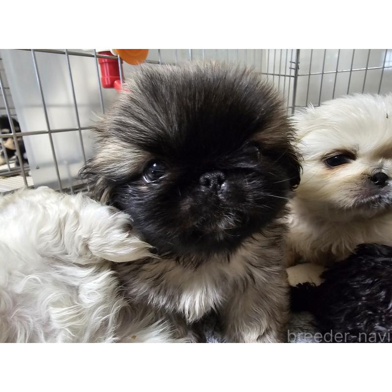 販売中の愛知県のペキニーズ-442959の3枚目