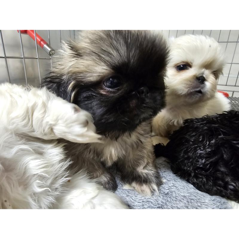 販売中の愛知県のペキニーズ-442959の2枚目