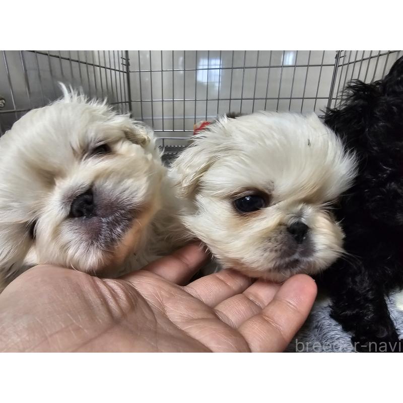 販売中の愛知県のペキニーズ-442962の5枚目