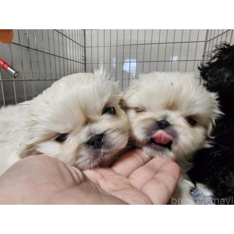 販売中の愛知県のペキニーズ-442962の4枚目
