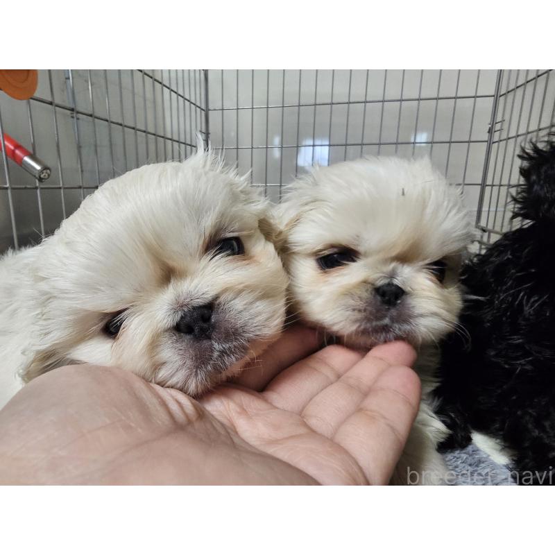 販売中の愛知県のペキニーズ-442962の3枚目