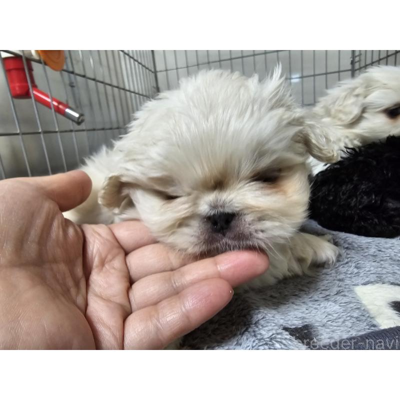 販売中の愛知県のペキニーズ-442962の2枚目