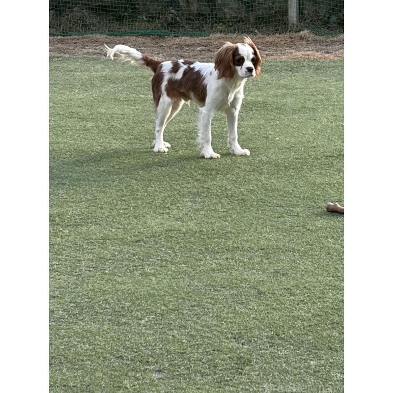 販売中の岡山県のキャバリアキングチャールズスパニエル-407528の5枚目