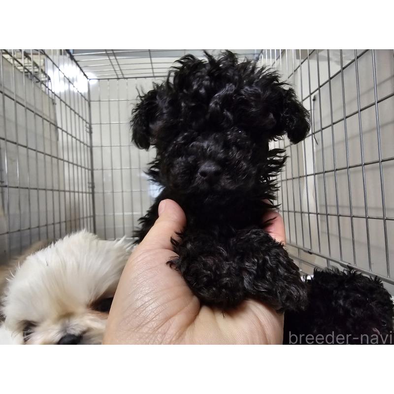 販売中の愛知県のトイプードル-442965の5枚目