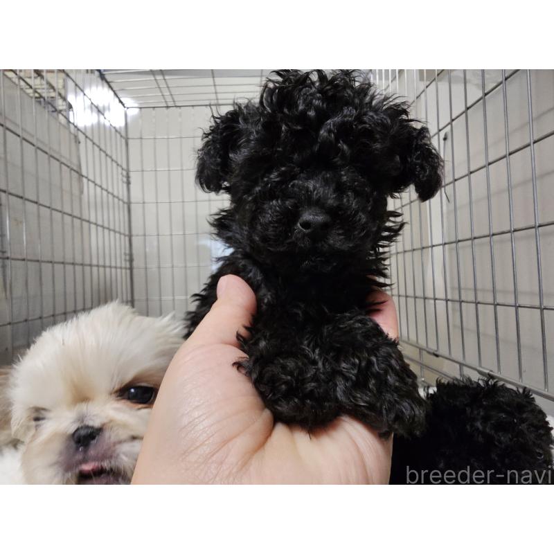 販売中の愛知県のトイプードル-442965の4枚目