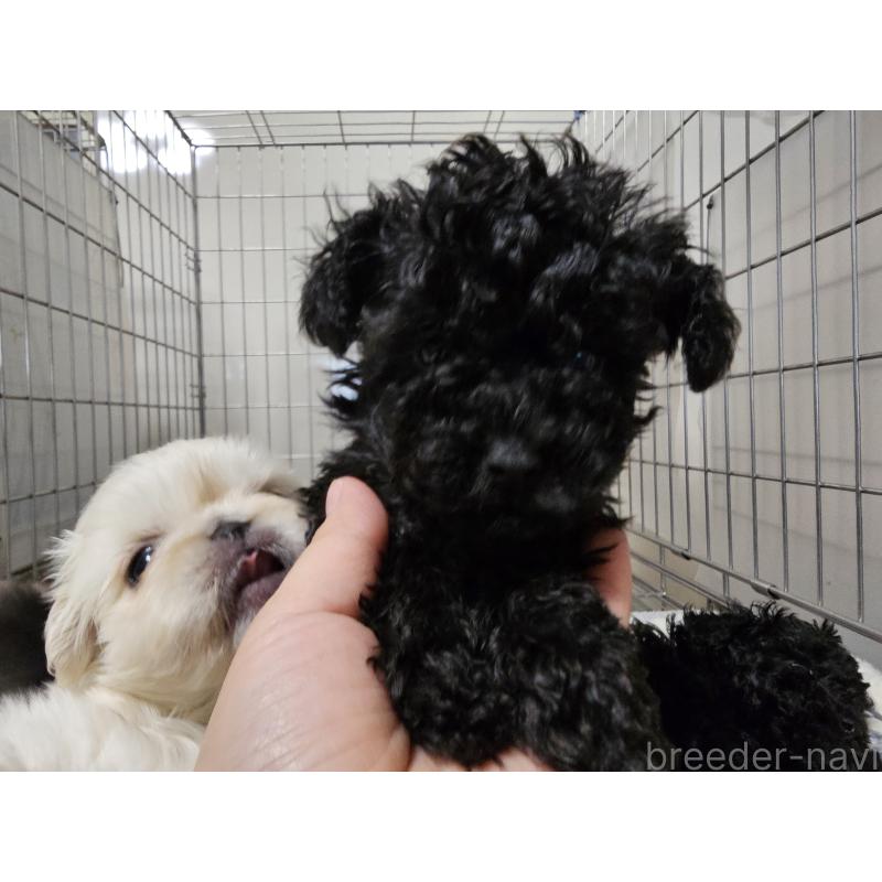 販売中の愛知県のトイプードル-442965の3枚目