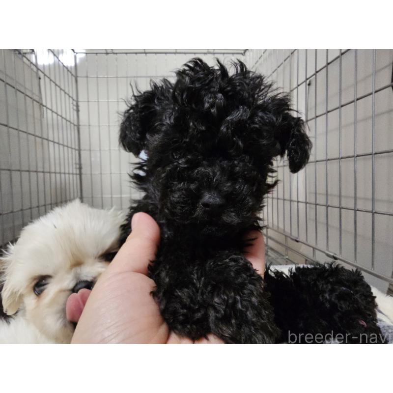 販売中の愛知県のトイプードル-442965の2枚目