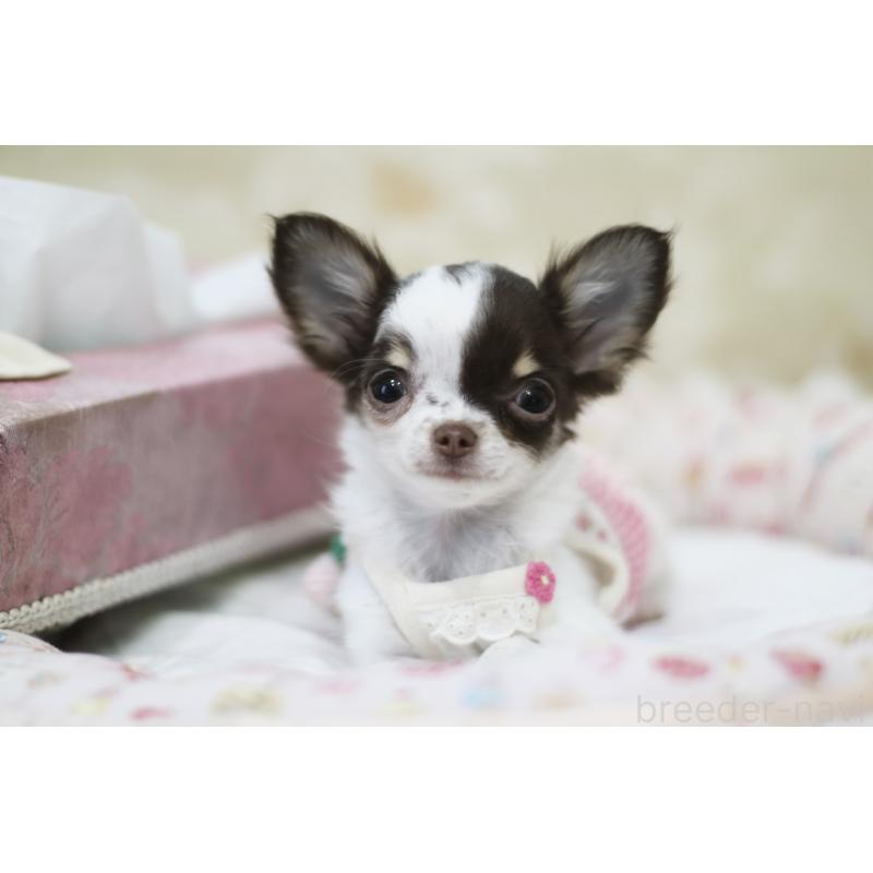 販売中の兵庫県のチワワ(ロングコート)-434655の7枚目