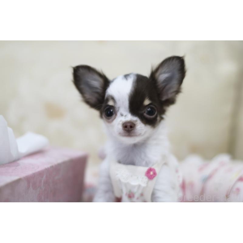 販売中の兵庫県のチワワ(ロングコート)-434655の6枚目