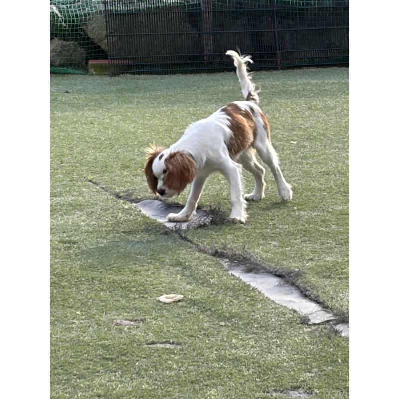 販売中の岡山県のキャバリアキングチャールズスパニエル-407528の2枚目