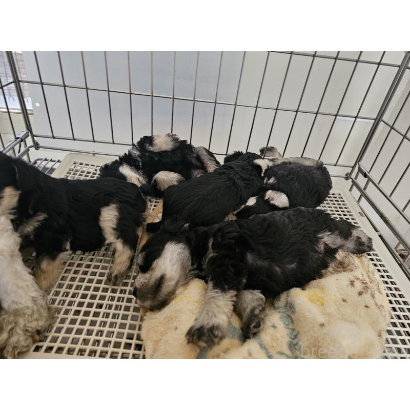 販売中の愛知県のミニチュアシュナウザー-442966の6枚目