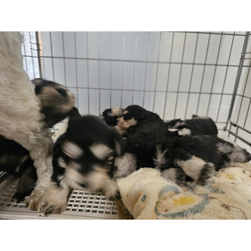 販売中の愛知県のミニチュアシュナウザー-442966の5枚目