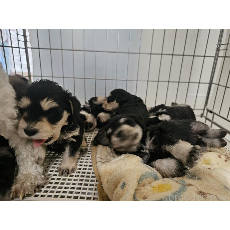 販売中の愛知県のミニチュアシュナウザー-442966の4枚目