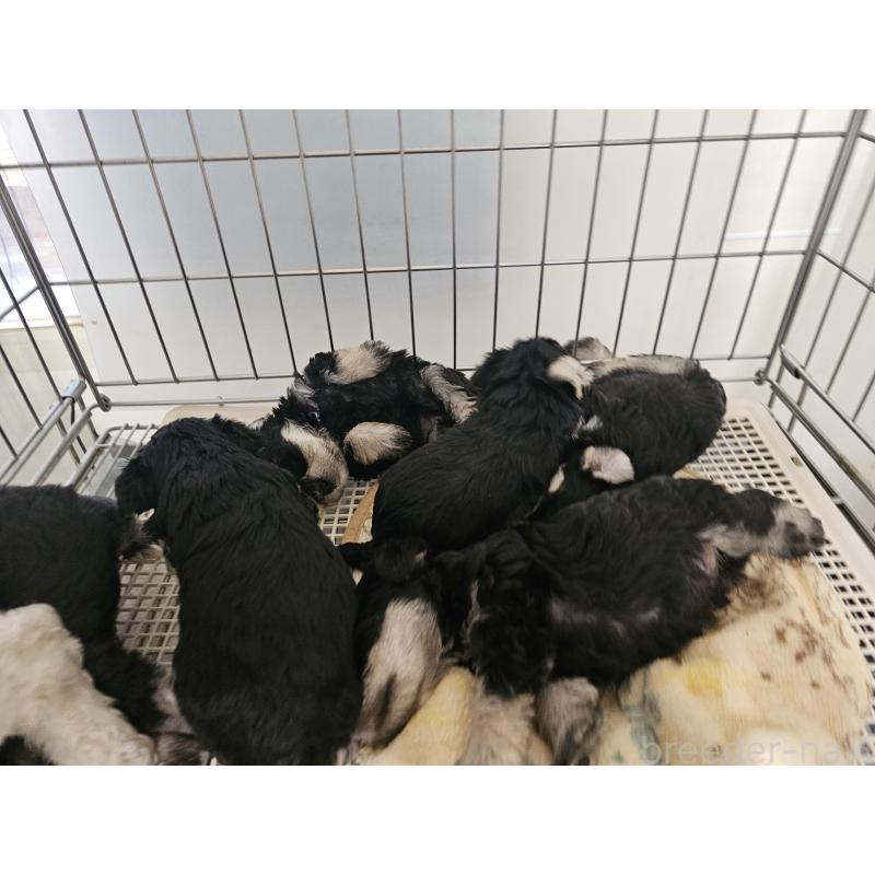 販売中の愛知県のミニチュアシュナウザー-442966の3枚目