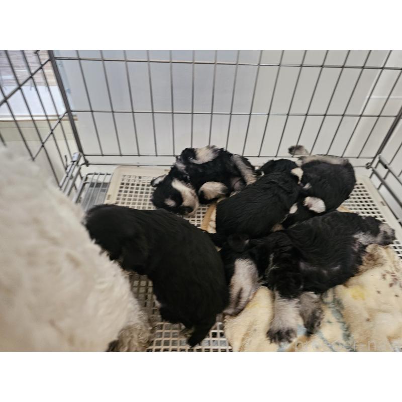 販売中の愛知県のミニチュアシュナウザー-442966の2枚目