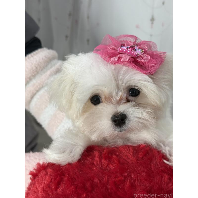 販売中の大阪府のマルチーズ-437957の6枚目