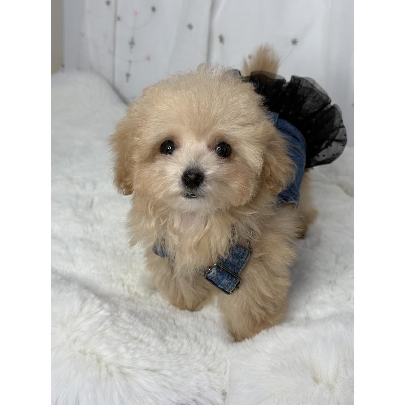 販売中の大阪府のティーカッププードル-435587の4枚目