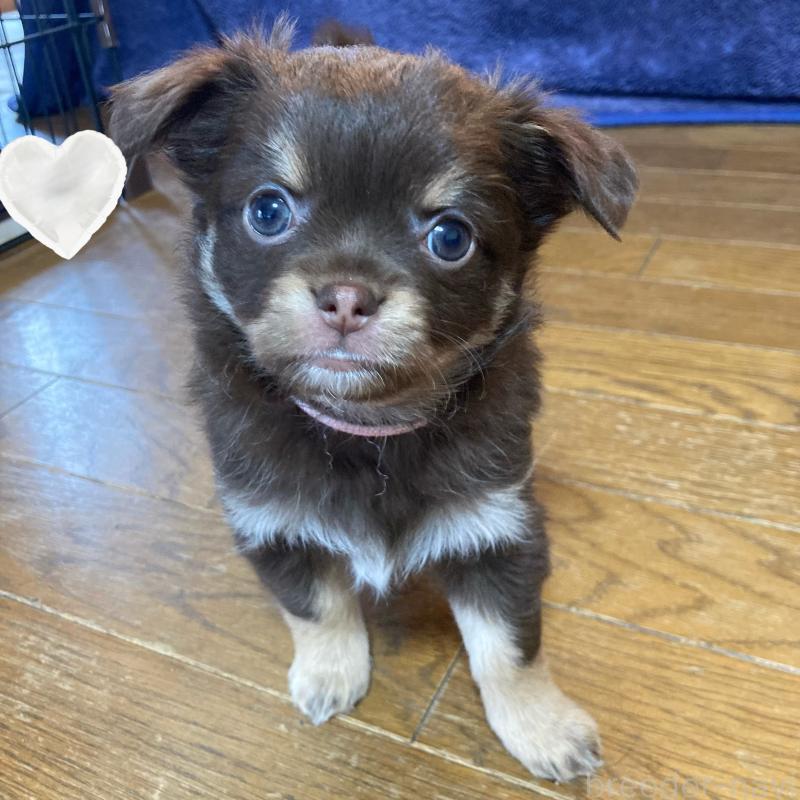 販売中の福岡県のチワワ(ロングコート)-442967