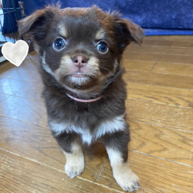 販売中の福岡県のチワワ(ロングコート)-442967の4枚目