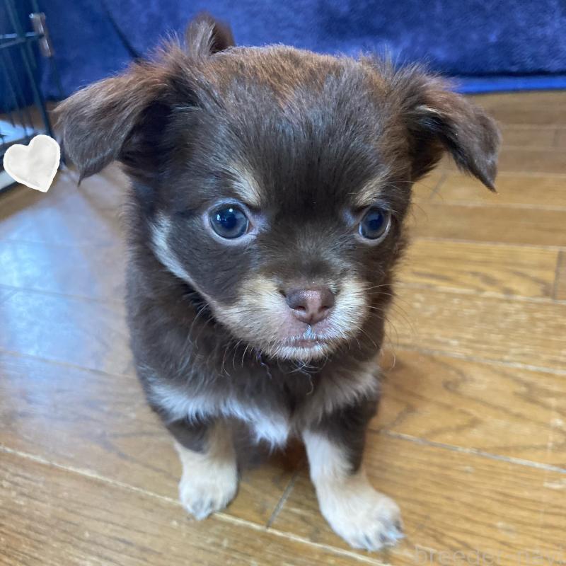 販売中の福岡県のチワワ(ロングコート)-442967の3枚目