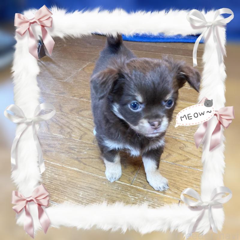 販売中の福岡県のチワワ(ロングコート)-442967の2枚目