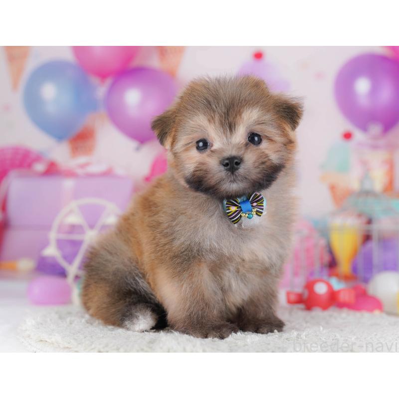 販売中の神奈川県のポメマル:ポメラニアン×マルチーズ-442968の13枚目