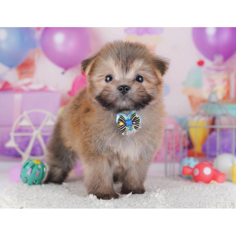 販売中の神奈川県のポメマル:ポメラニアン×マルチーズ-442968の12枚目