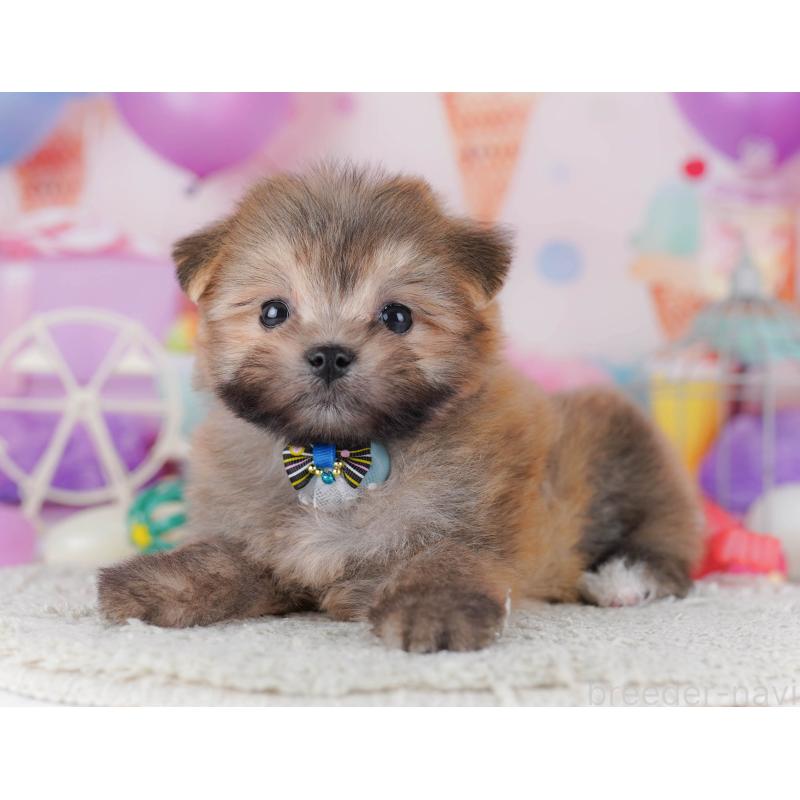 販売中の神奈川県のポメマル:ポメラニアン×マルチーズ-442968の11枚目