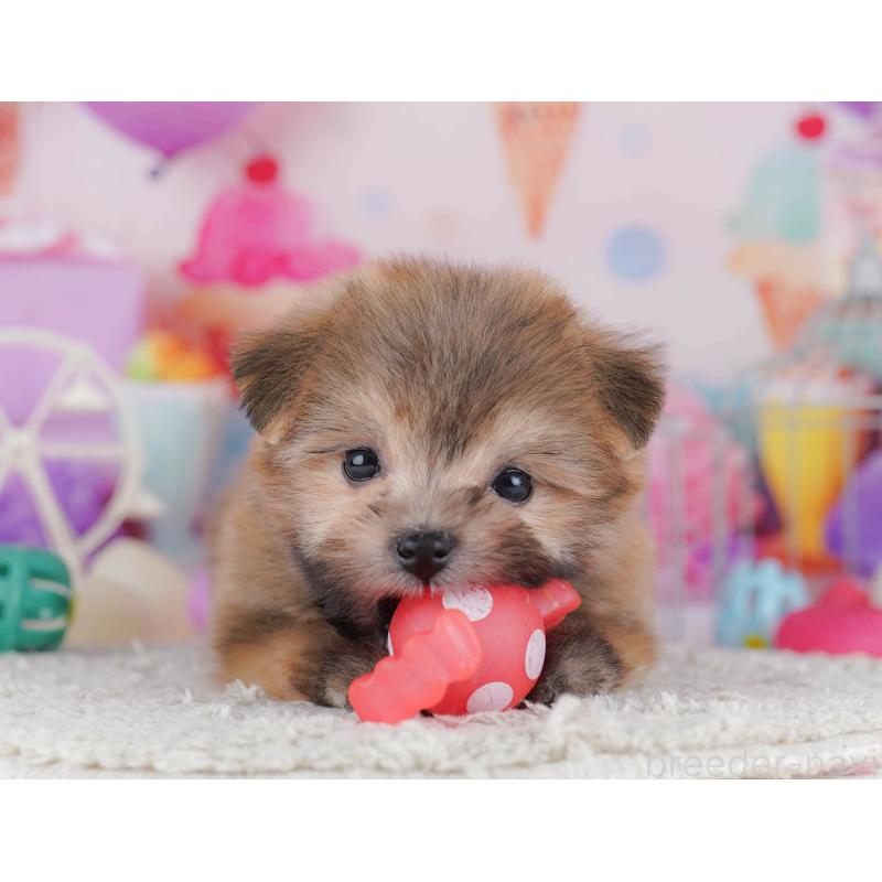 販売中の神奈川県のポメマル:ポメラニアン×マルチーズ-442968の10枚目