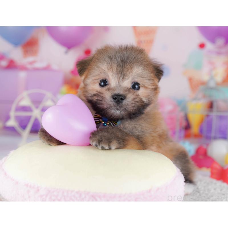 販売中の神奈川県のポメマル:ポメラニアン×マルチーズ-442968の9枚目