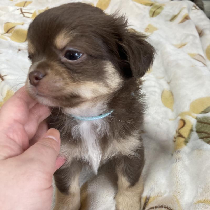 成約済の福岡県のチワワ(ロングコート)-439052の4枚目