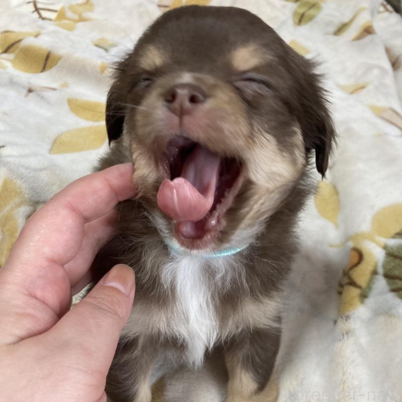 成約済の福岡県のチワワ(ロングコート)-439052の3枚目