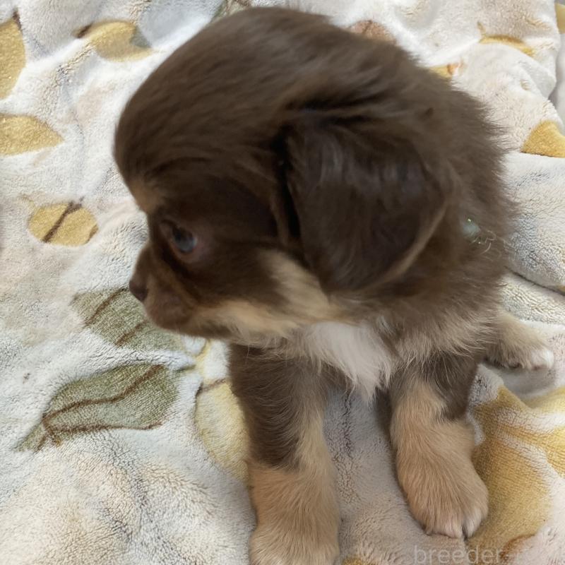 成約済の福岡県のチワワ(ロングコート)-439052の2枚目