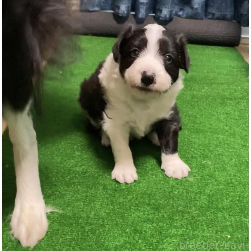 販売中の岡山県のボーダーコリー-442977の1枚目