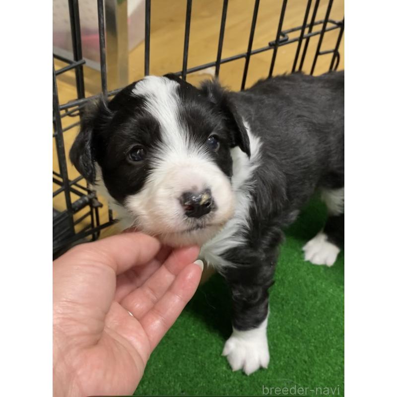 販売中の岡山県のボーダーコリー-442977の2枚目