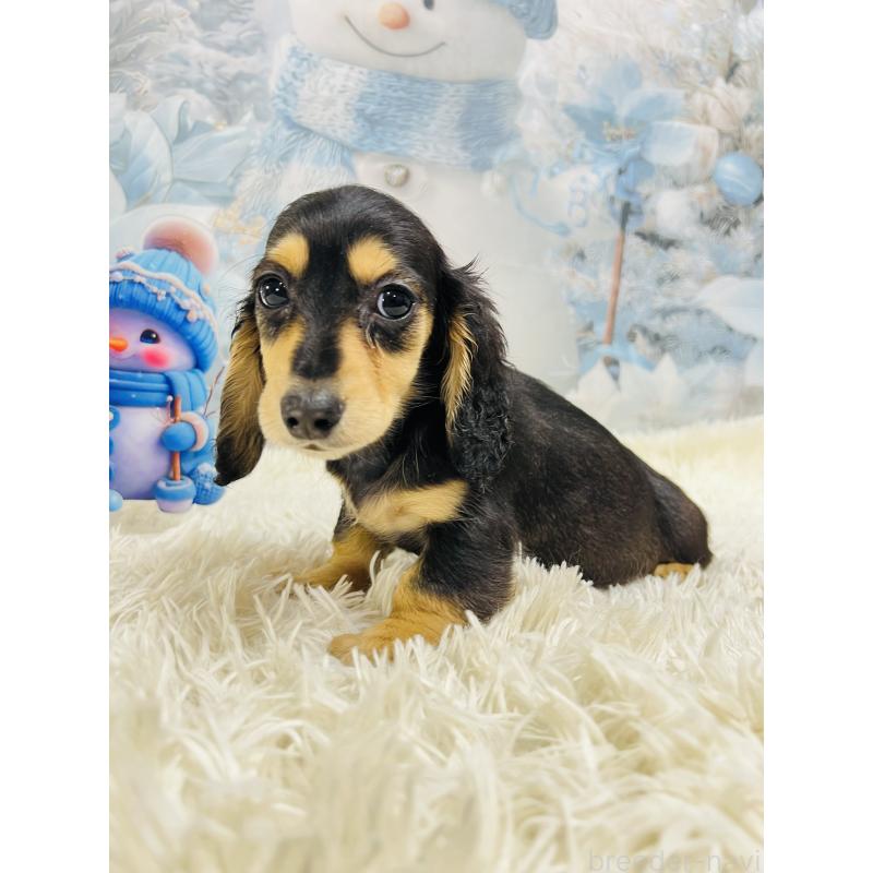 成約済の茨城県のミニチュアダックスフンド(ロングヘアード)-438214の4枚目