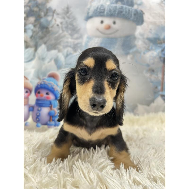 成約済の茨城県のミニチュアダックスフンド(ロングヘアード)-438214の3枚目