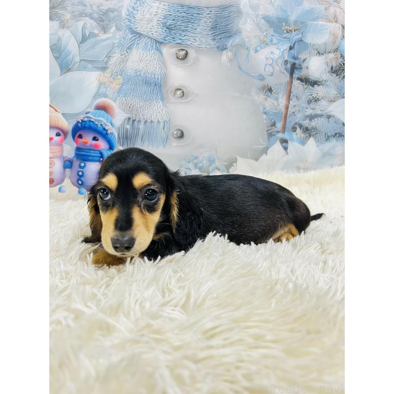 成約済の茨城県のミニチュアダックスフンド(ロングヘアード)-438214の2枚目