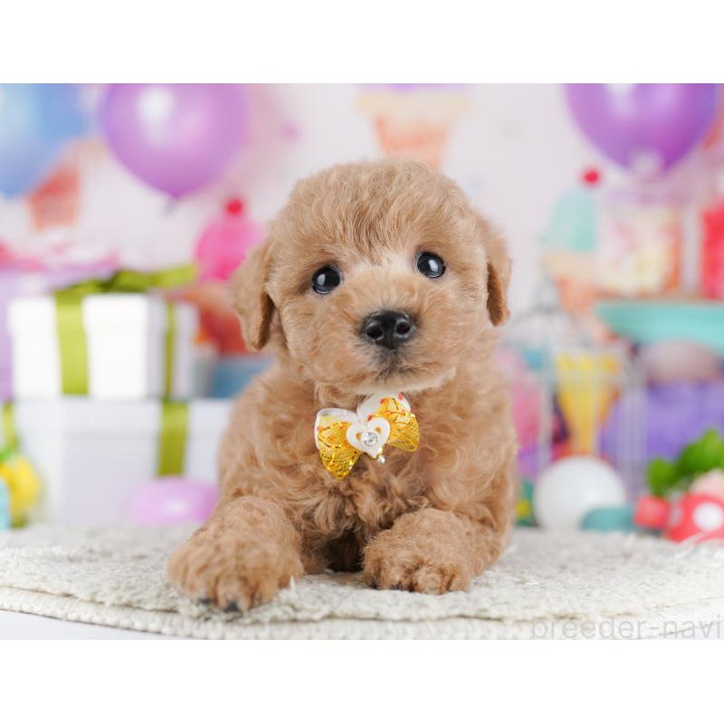 販売中の神奈川県のトイプードル-442969の11枚目