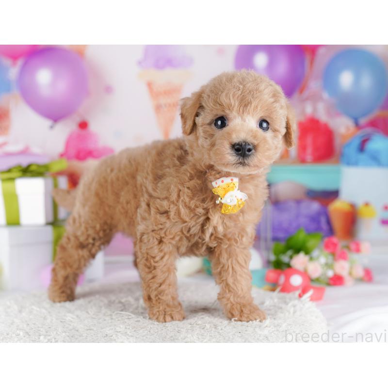 販売中の神奈川県のトイプードル-442969の10枚目