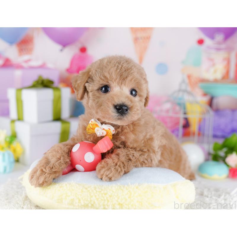 販売中の神奈川県のトイプードル-442969の9枚目