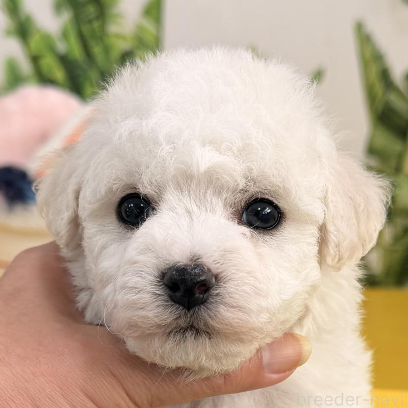 販売中の大阪府のビションフリーゼ-442970の5枚目