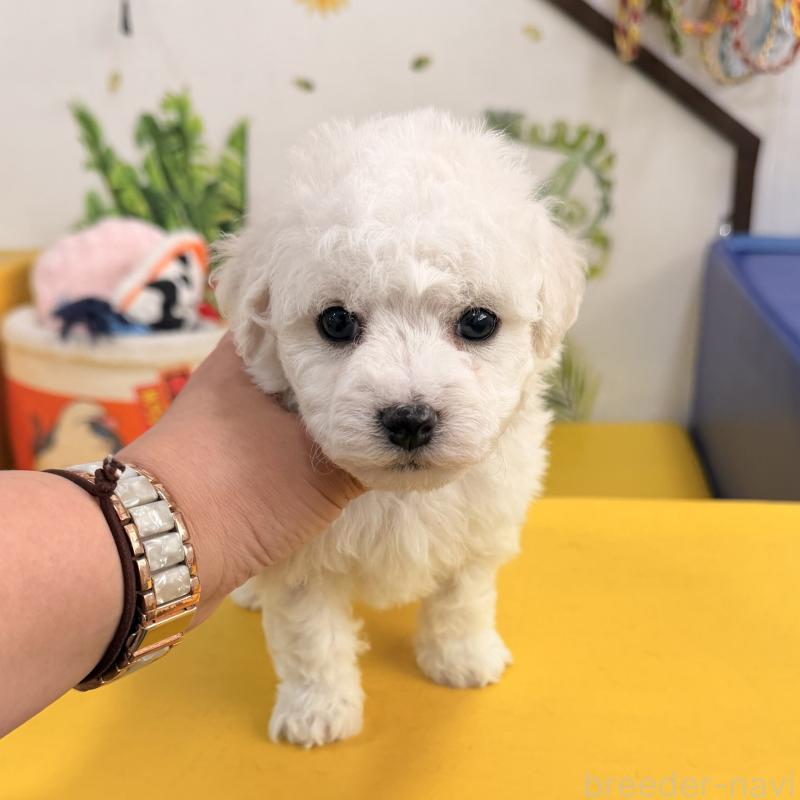 販売中の大阪府のビションフリーゼ-442970の4枚目