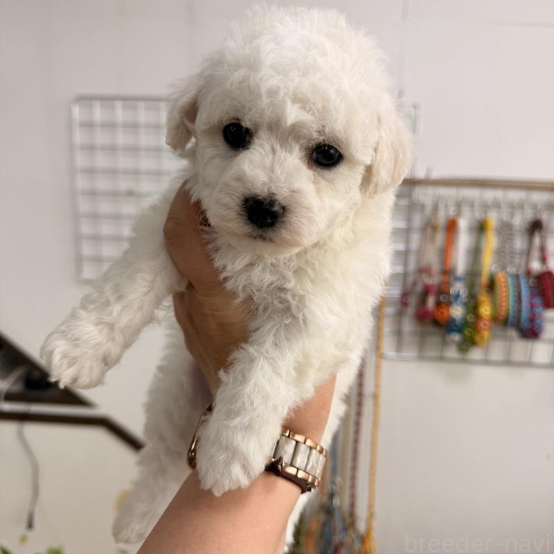 販売中の大阪府のビションフリーゼ-442970の3枚目