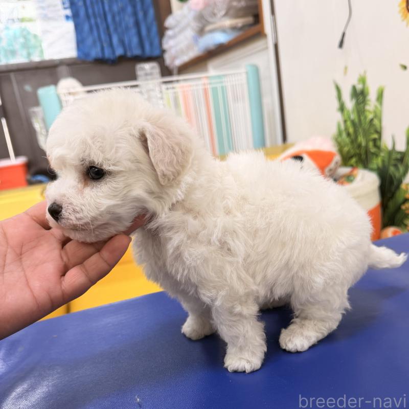 販売中の大阪府のビションフリーゼ-442970の2枚目