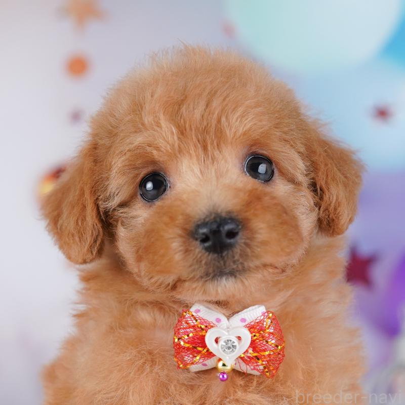 販売中の神奈川県のトイプードル-442973の1枚目