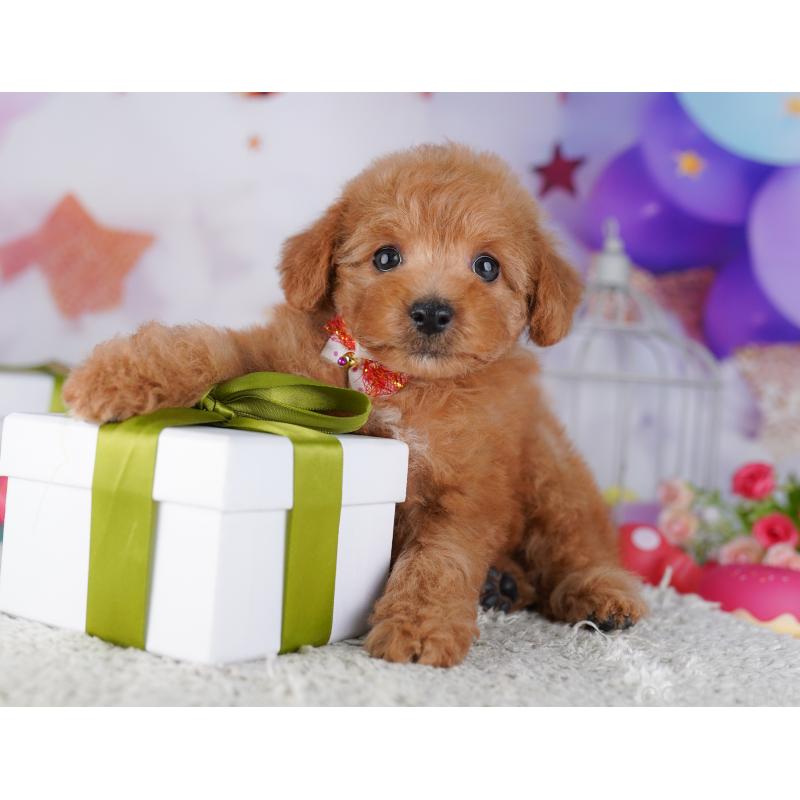 販売中の神奈川県のトイプードル-442973の12枚目