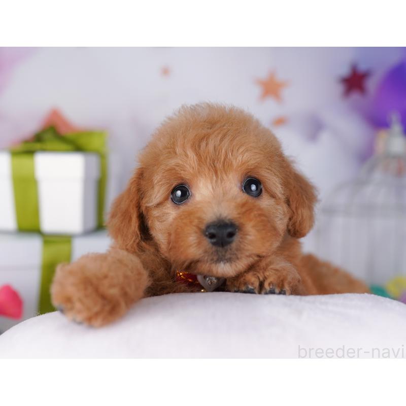 販売中の神奈川県のトイプードル-442973の11枚目